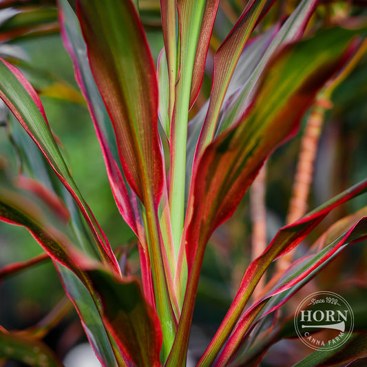 Magic Star Cordyline Pre-Potted Plant