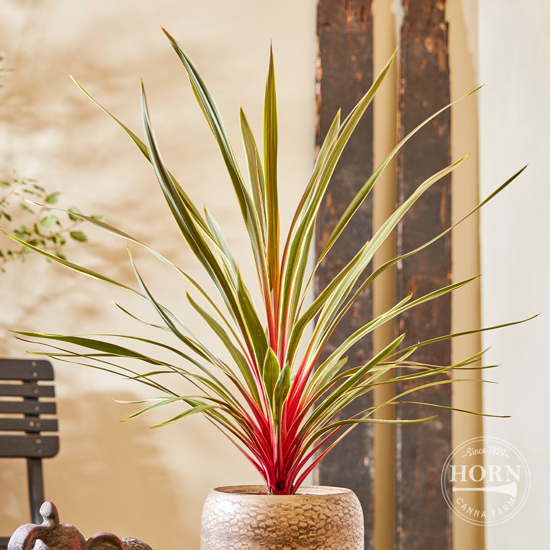 Magic Star Cordyline Pre-Potted Plant