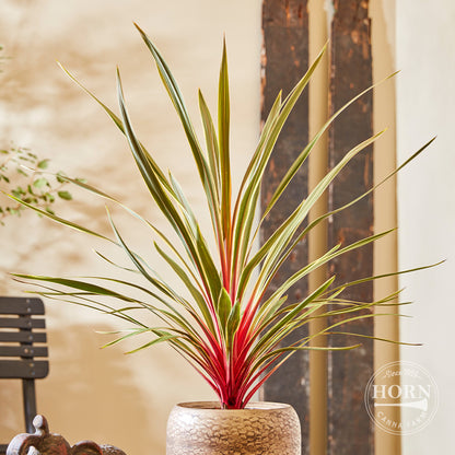 Magic Star Cordyline Pre-Potted Plant