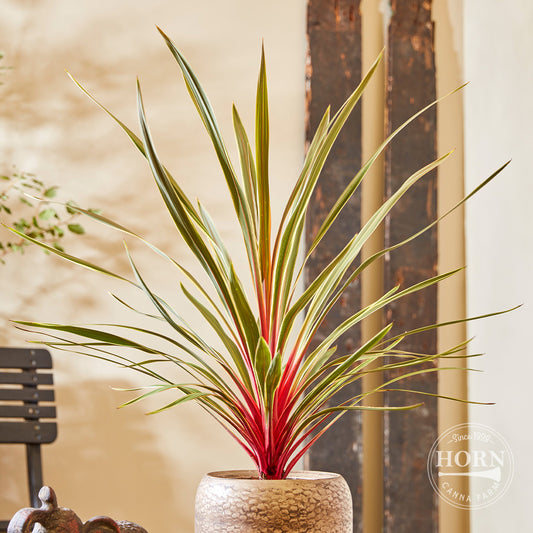 Magic Star Cordyline Pre-Potted Plant