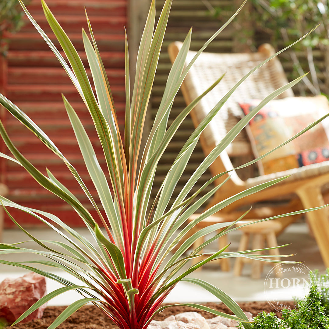 Magic Star Cordyline Pre-Potted Plant