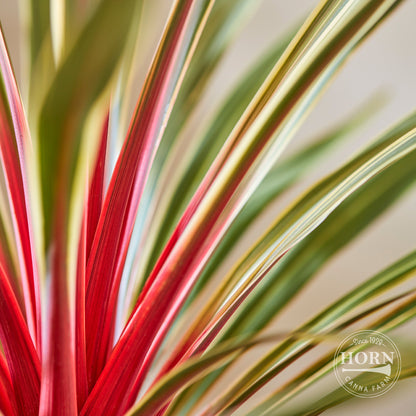 Magic Star Cordyline Pre-Potted Plant