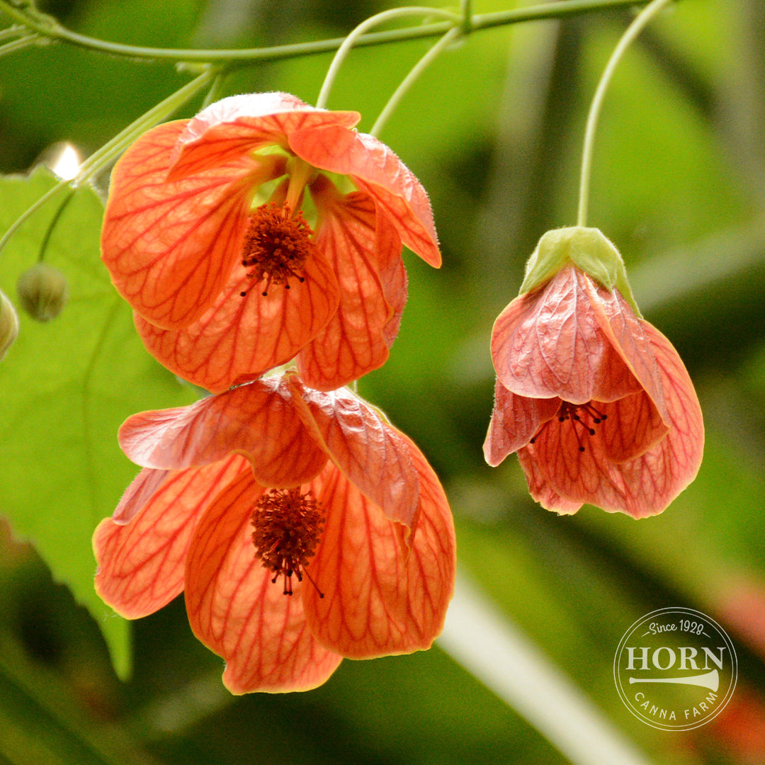 Lucky Lantern Tangerine Abutilon Pre-Potted Plant