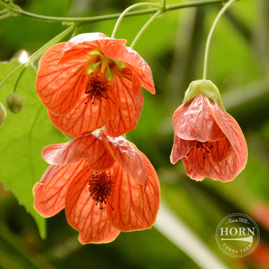 Lucky Lantern Tangerine Abutilon Pre-Potted Plant