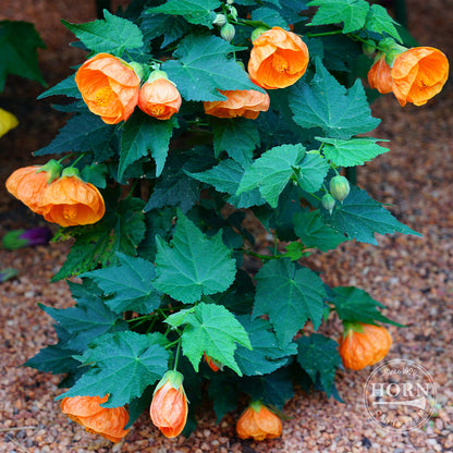 Lucky Lantern Tangerine Abutilon Pre-Potted Plant