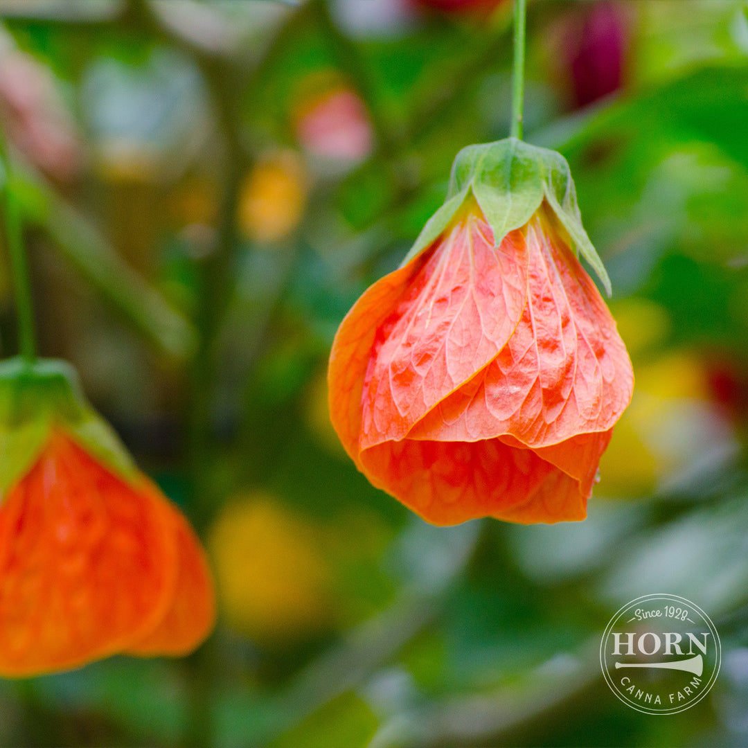 Lucky Lantern Tangerine Abutilon Pre-Potted Plant