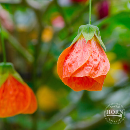 Lucky Lantern Tangerine Abutilon Pre-Potted Plant