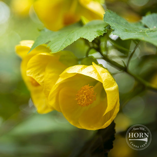 Lucky Lantern Yellow Abutilon Pre-Potted Plant