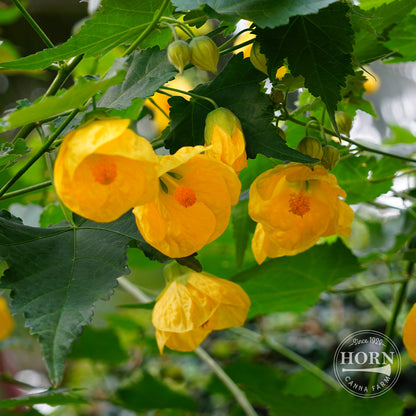 Lucky Lantern Yellow Abutilon Pre-Potted Plant