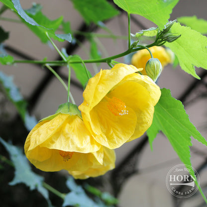Lucky Lantern Yellow Abutilon Pre-Potted Plant
