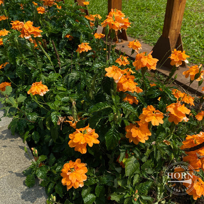 Crossandra infudibulifomis Pre-Potted Plant