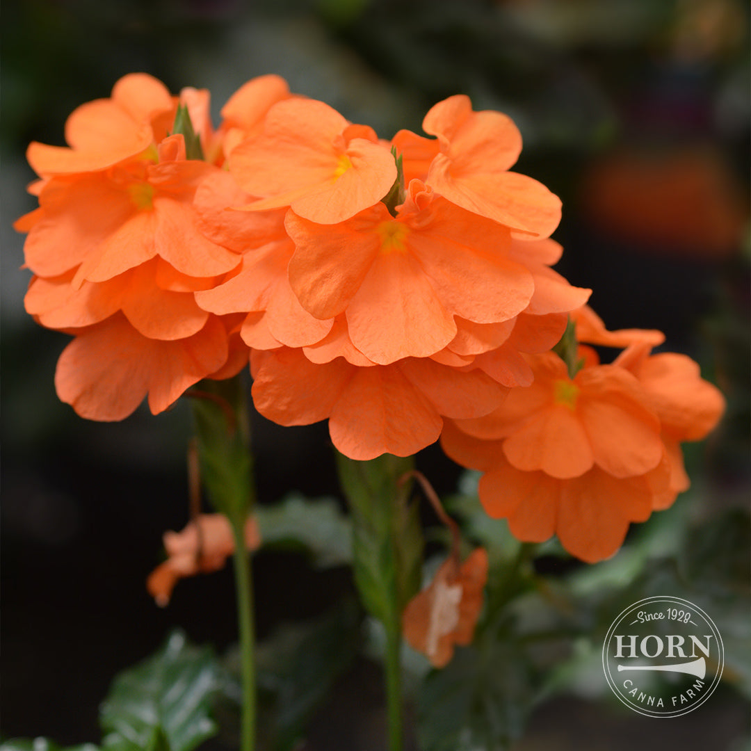 Crossandra infudibulifomis Pre-Potted Plant