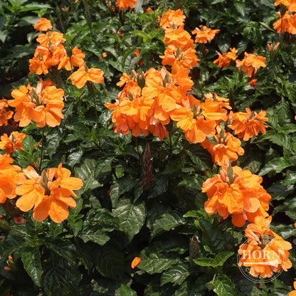 Crossandra infudibulifomis Pre-Potted Plant