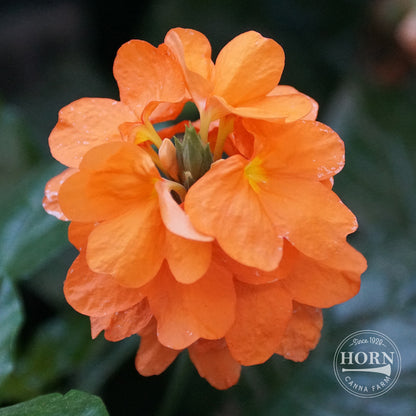 Crossandra infudibulifomis Pre-Potted Plant