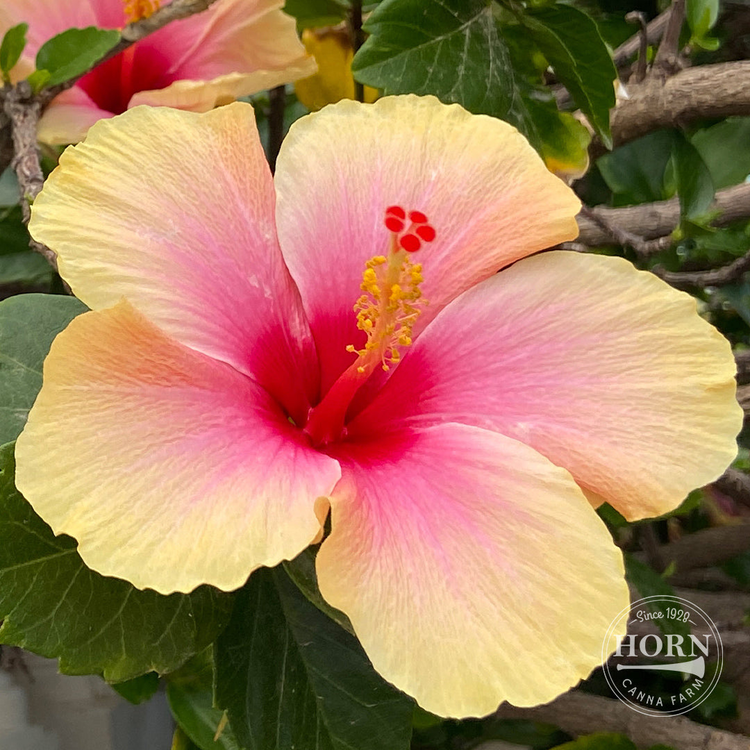 Yellow Tradewinds® Hibiscus Pre-Potted Plant