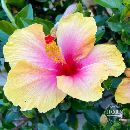 Yellow Tradewinds® Hibiscus Pre-Potted Plant