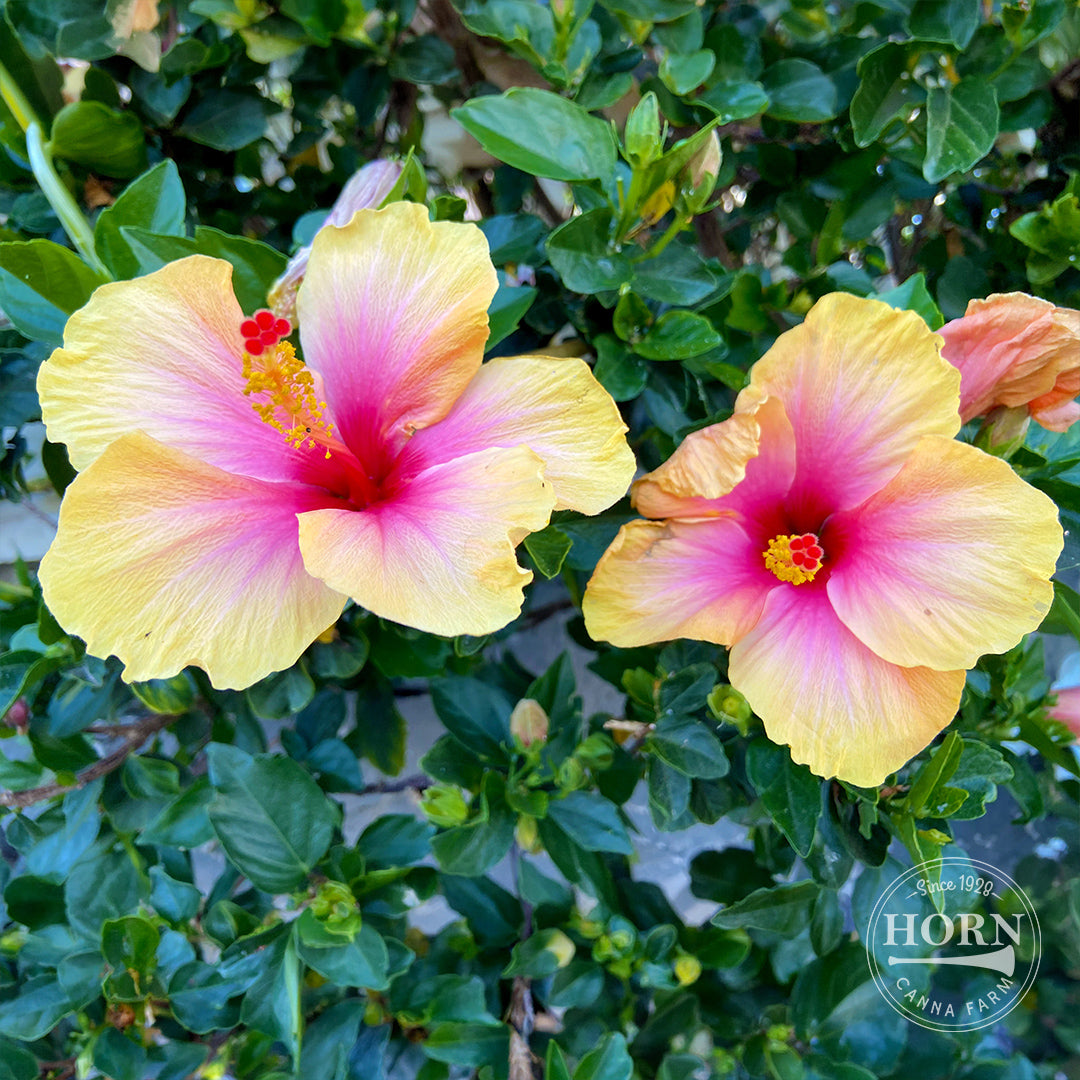 Yellow Tradewinds® Hibiscus Pre-Potted Plant