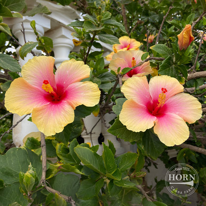 Yellow Tradewinds® Hibiscus Pre-Potted Plant