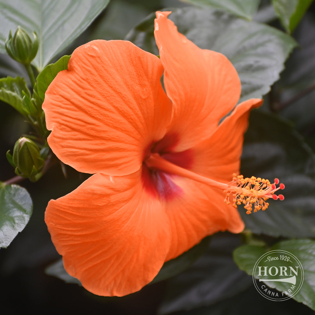 Orange Tradewinds® Hibiscus Pre-Potted Plant