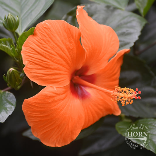 Orange Tradewinds® Hibiscus Pre-Potted Plant
