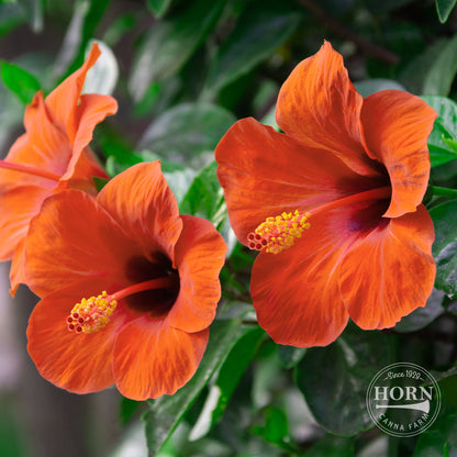 Orange Tradewinds® Hibiscus Pre-Potted Plant