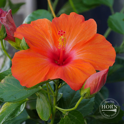 Orange Tradewinds® Hibiscus Pre-Potted Plant