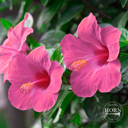 Pink Tradewinds® Hibiscus Pre-Potted Plant