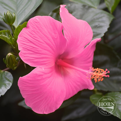 Pink Tradewinds® Hibiscus Pre-Potted Plant