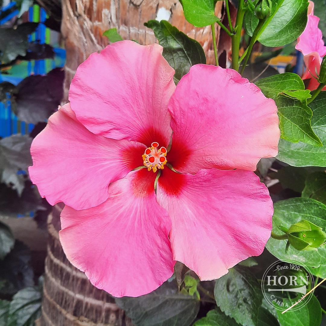 Pink Tradewinds® Hibiscus Pre-Potted Plant