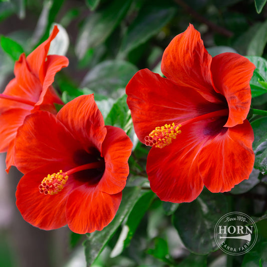 Red Tradewinds® Hibiscus Pre-Potted Plant