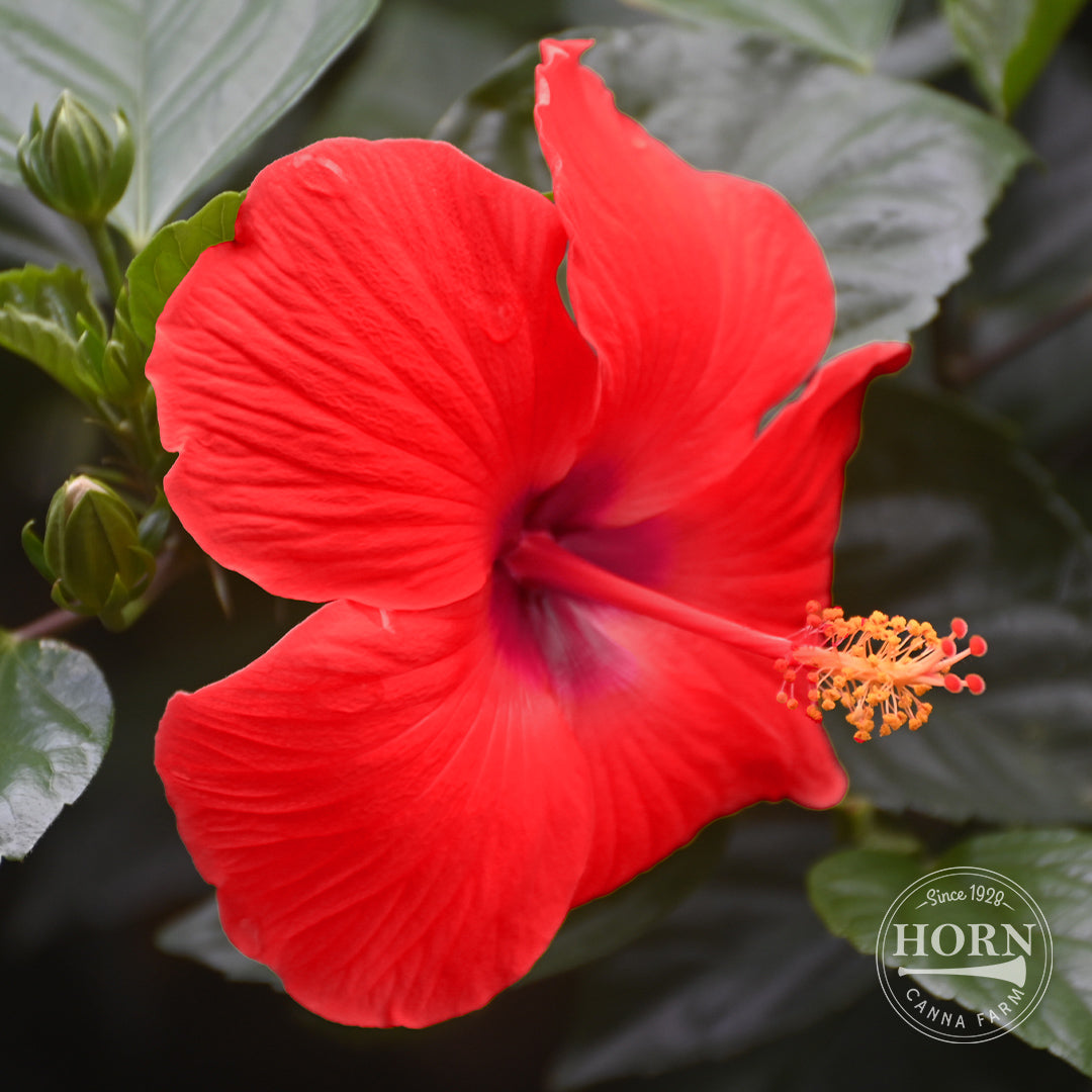 Red Tradewinds® Hibiscus Pre-Potted Plant