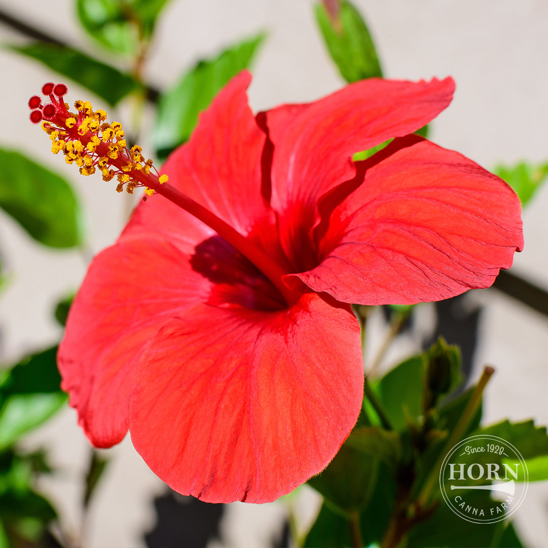 Red Tradewinds® Hibiscus Pre-Potted Plant