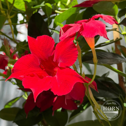 Petite Deep Red Dipladenia Madinia® Pre-Potted Plant