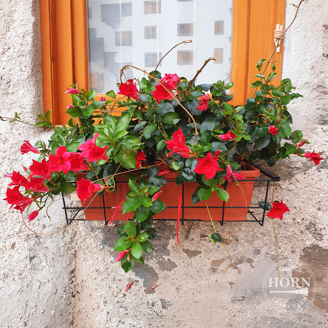 Petite Deep Red Dipladenia Madinia® Pre-Potted Plant