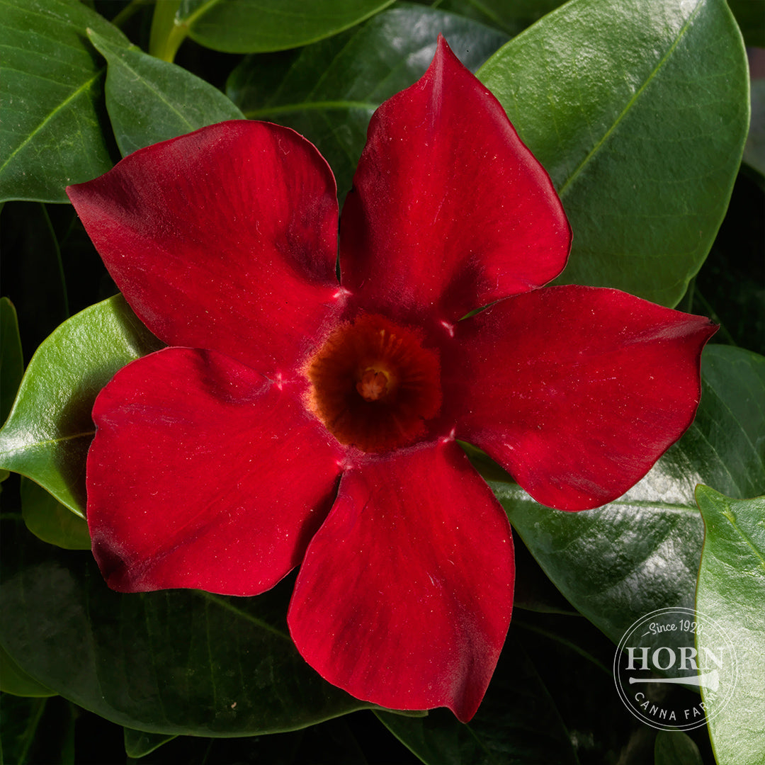 Petite Deep Red Dipladenia Madinia® Pre-Potted Plant