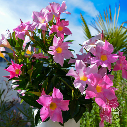 Petite Pink Dipladenia Madinia® Pre-Potted Plant