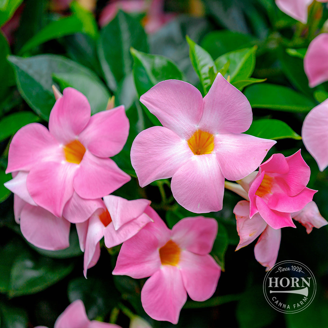 Petite Pink Dipladenia Madinia® Pre-Potted Plant