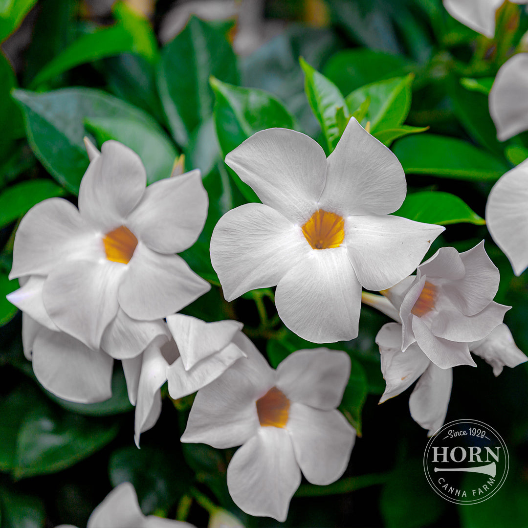 Elegant White Dipladenia Madinia® Pre-Potted Plant
