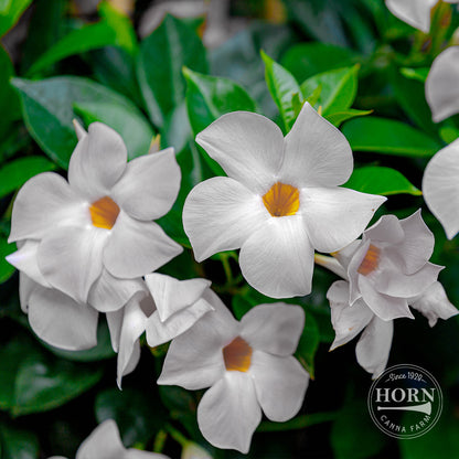 Elegant White Dipladenia Madinia® Pre-Potted Plant