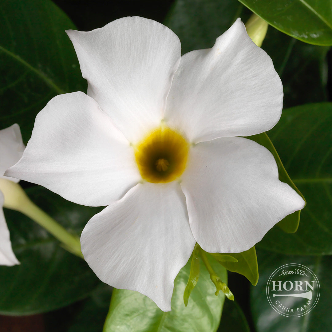 Elegant White Dipladenia Madinia® Pre-Potted Plant