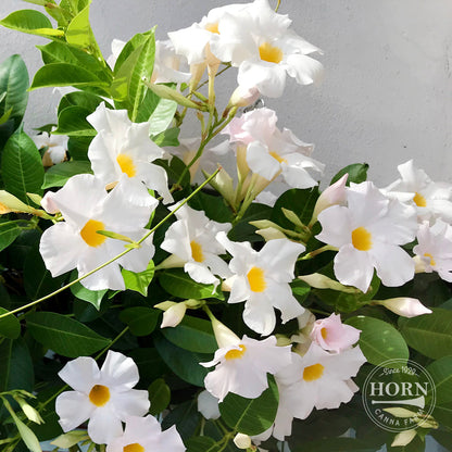 Elegant White Dipladenia Madinia® Pre-Potted Plant