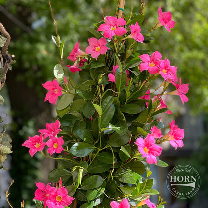 Pink Dipladenia Madinia® Pre-Potted Plant