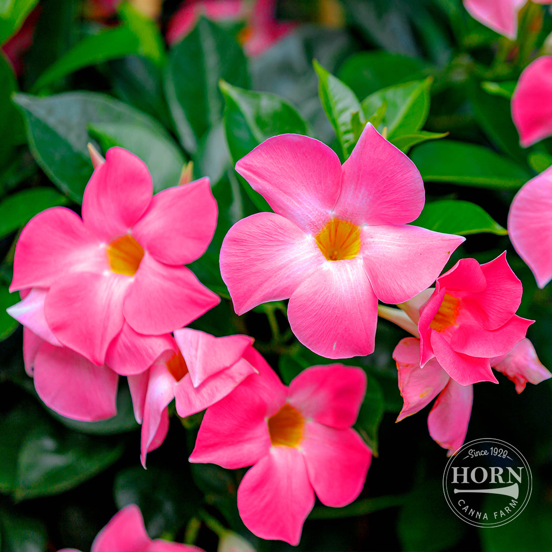 Pink Dipladenia Madinia® Pre-Potted Plant