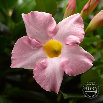 Pink Dipladenia Madinia® Pre-Potted Plant