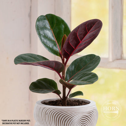 Ficus Burgundy Houseplant Pre-Potted Plant