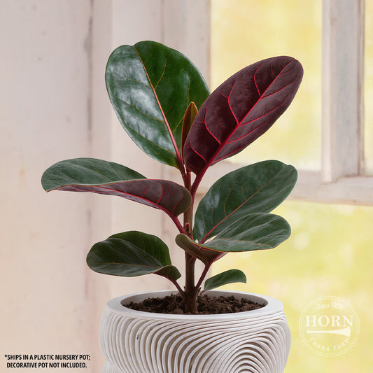 Ficus Burgundy Houseplant Pre-Potted Plant
