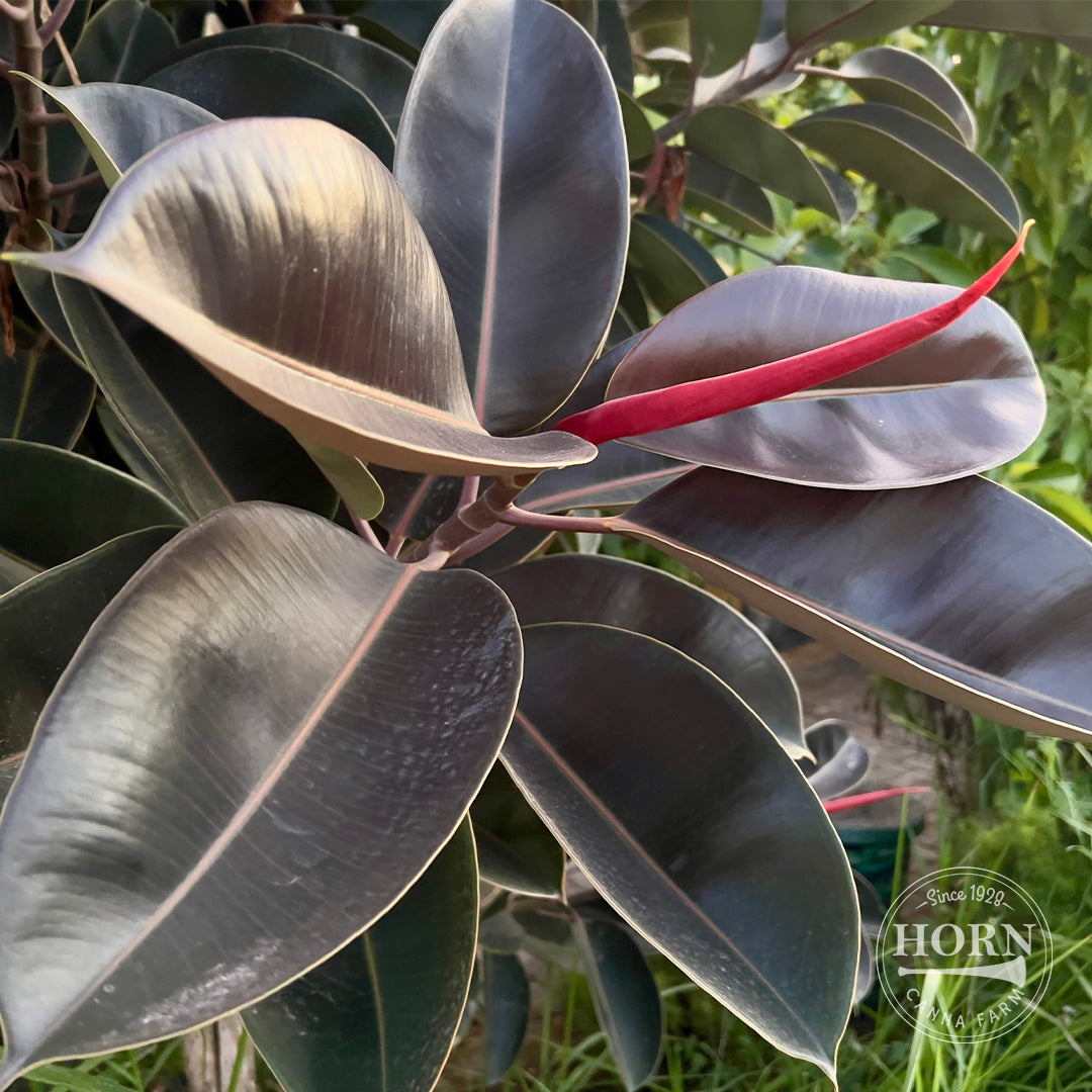 Ficus Burgundy Houseplant Pre-Potted Plant