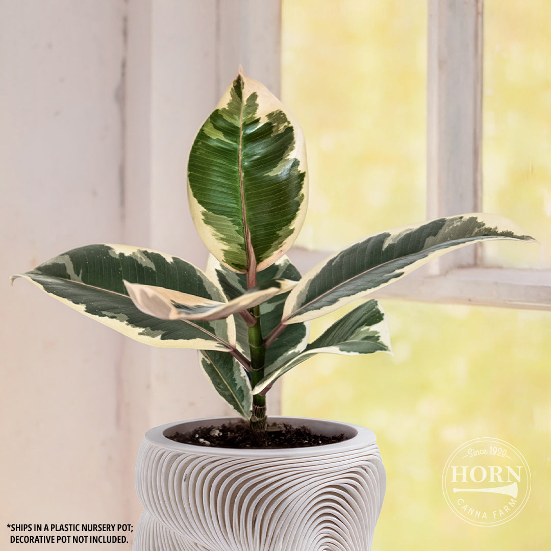 Ficus Tieneke Houseplant Pre-Potted Plant