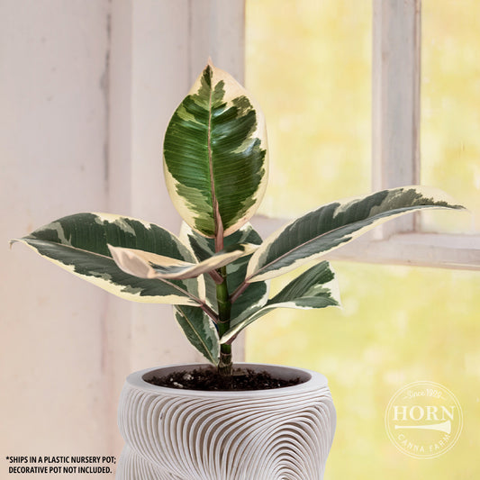 Ficus Tieneke Houseplant Pre-Potted Plant