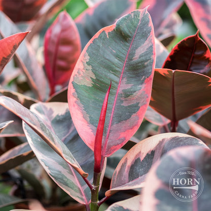 Ficus Ruby Houseplant Pre-Potted Plant